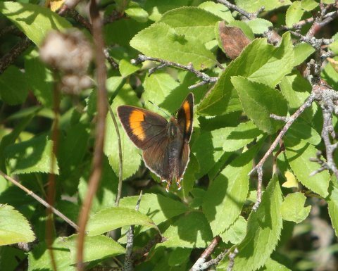 Female brown hairstreak